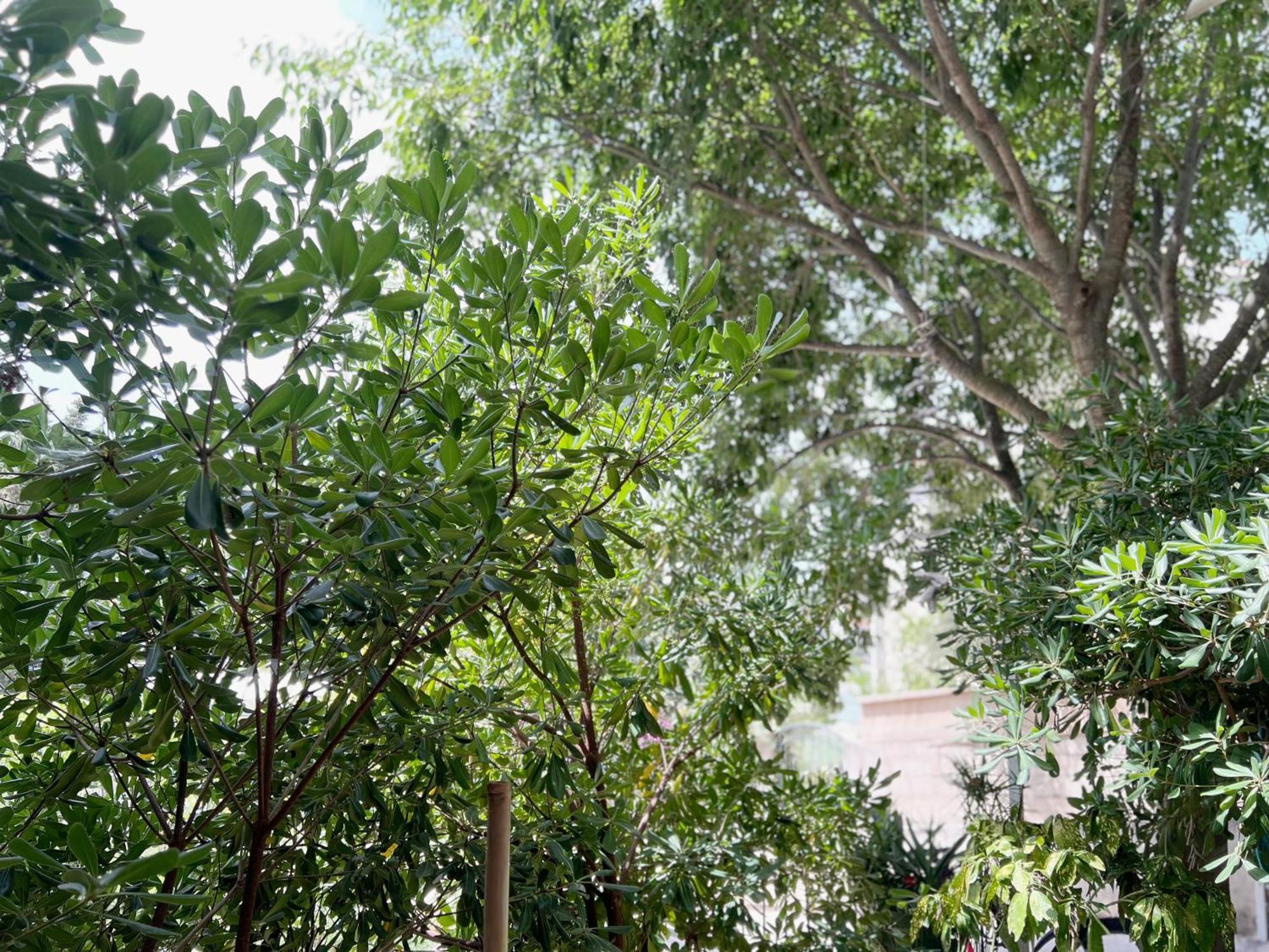 Room Tai - Spacious And Comfy With Private Terrace Hvar Town Exterior foto